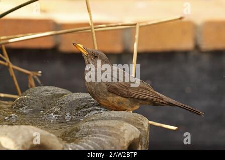 Karoo Thrush (Turdus smithi) Erwachsener trinkt im Vogelbad Johannesburg, Südafrika November Stockfoto