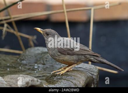 Karoo Thrush (Turdus smithi) Erwachsener trinkt im Vogelbad Johannesburg, Südafrika November Stockfoto