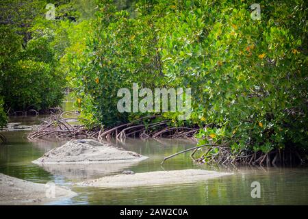 Die Pointe D'Esny Feuchtgebiet in der Nähe von Mahebourg, Mauritius, Maskarenen Inseln. Die Feuchtgebiete sind ein Ramsar-gebiet von internationaler Bedeutung erklärt. Stockfoto