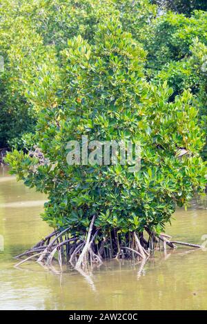 Die Pointe D'Esny Feuchtgebiet in der Nähe von Mahebourg, Mauritius, Maskarenen Inseln. Die Feuchtgebiete sind ein Ramsar-gebiet von internationaler Bedeutung erklärt. Stockfoto