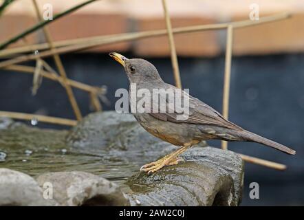 Karoo Thrush (Turdus smithi) Erwachsener trinkt im Vogelbad Johannesburg, Südafrika November Stockfoto