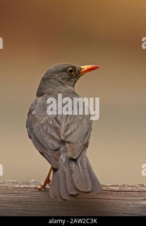 Karoo Thrush (Turdus smithi) Erwachsener steht auf der Holzschiene Johannesburg, Südafrika November Stockfoto