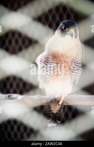 Caged Peregrine falcon Falco peregrinus Stockfoto
