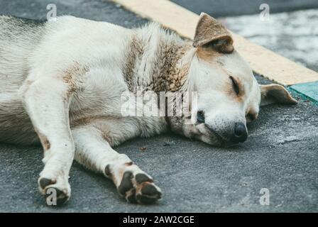Ein armer einsamer streunender Hund schläft auf dem asphaltierten Bürgersteig Stockfoto