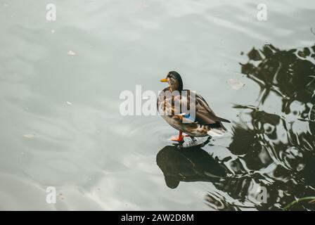 Eine einone Wildente steht im seichten Wasser auf einem Teich Stockfoto