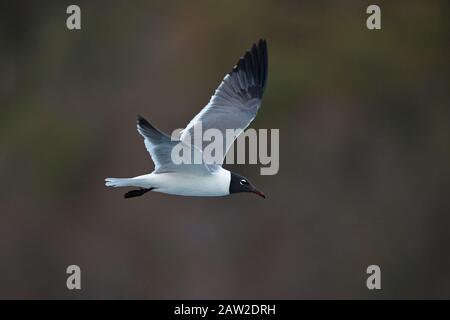 Lachende Möve (Larus Atricilla) Stockfoto