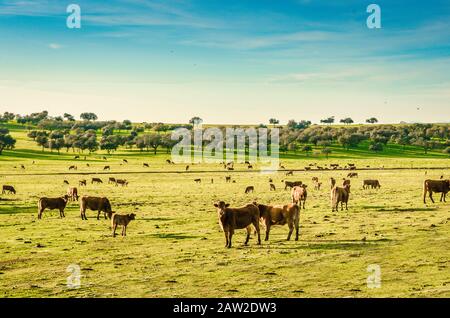 Tierfarm in Extremadura, spanien. Herde von weidenden Kühen Stockfoto