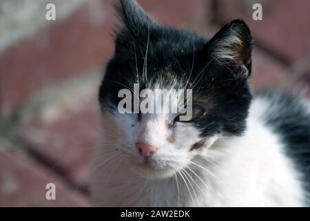 Nahaufnahme einer streunenden schwarz-weißen Katze mit einer Wunde im Gesicht; verschwommener Hintergrund. Stockfoto