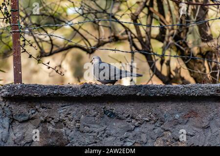 Eine eurasische Collaced Dove, die Pasta isst, die an einer Wand in der schmalen französischen Dorfstraße liegt Stockfoto