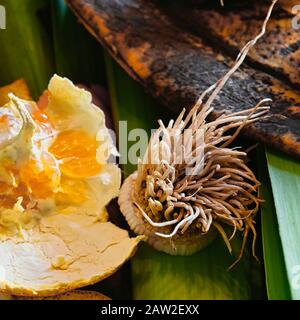 Blick in einen Behälter mit organischem Abfall zum Recycling, der aus Lauch, Bananenschälern und Orangenschälern besteht. Stockfoto