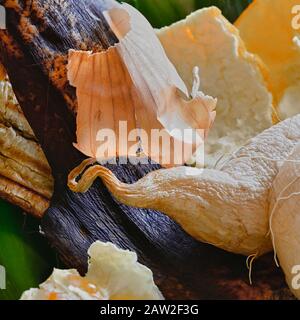 Blick in einen Behälter mit organischem Abfall zum Recycling, der aus Rettich, Zwiebel, Banane und Orangenschalen besteht. Stockfoto