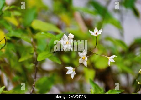 Solanum laxum (Kartoffelrebe, Kartoffelkletterer oder Jasmin Nachtschatten) Blumen Nahaufnahme Stockfoto