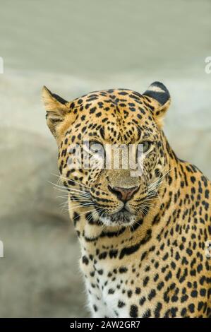 Leopard, Naples Zoo, Naples, Florida, Usa, Stockfoto