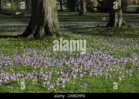 Cambridge, Großbritannien. Februar 2020. Cambridge England Donnerstag, 6. Februar 2020. Crocus Birnen blühen entlang des College-Rückseiten in Cambridge. Gutschrift: Chris Radburn Stockfoto