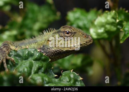 Orientalischer Garten Eidechse (Calotes versicolor) Stockfoto