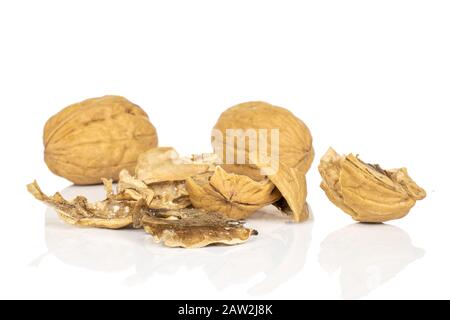 Gruppe von zwei ganzen Stücken schmackhafter brauner Nussbaum isoliert auf weißem Grund Stockfoto