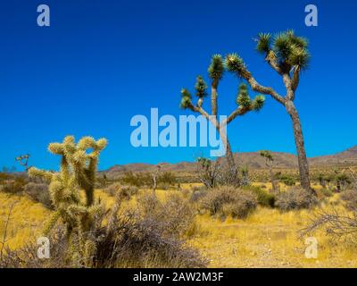 Joshua Trees Panorama im Joshua Tree National Park in der Nähe von Yucca Valley, Kalifornien Stockfoto