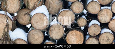 Holzstämme im Winter unter Schnee, Hintergrund, selektiver Fokus, Fellbaumzweige mit Flechten und Moos Stockfoto