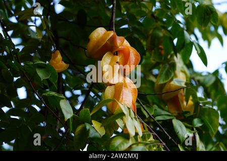 Starfrucht (Averrhoa Carambola) wächst an einem Baum Stockfoto