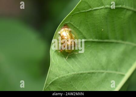 Ein goldener Schildkrötenkäfer (Aspidimorpha santaecrucis) Surakarta, Indonesien. Stockfoto