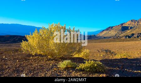 Wüste Saltbush wächst erodiert und geknackt Tonformationen in Mesquite flachen Sand Dünen Death Valley Nationalpark, Kalifornien Stockfoto