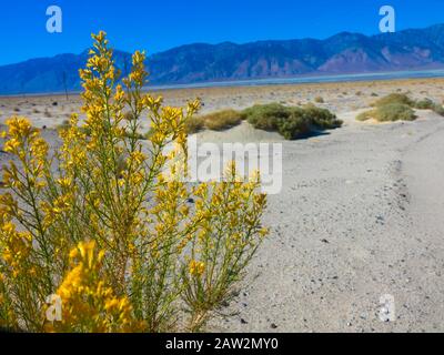 Wüste Saltbush wächst erodiert und geknackt Tonformationen in Mesquite flachen Sand Dünen Death Valley Nationalpark, Kalifornien Stockfoto