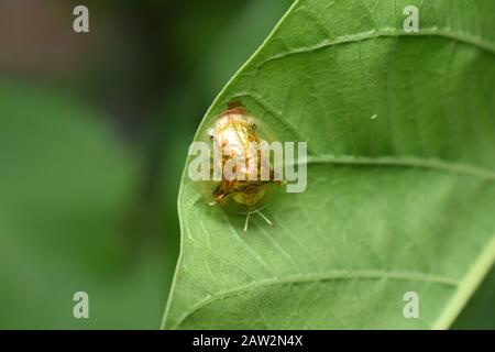 Ein goldener Schildkrötenkäfer (Aspidimorpha santaecrucis) Surakarta, Indonesien. Stockfoto