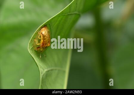 Ein goldener Schildkrötenkäfer (Aspidimorpha santaecrucis) Surakarta, Indonesien. Stockfoto