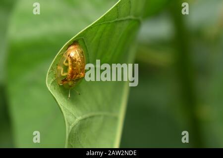 Ein goldener Schildkrötenkäfer (Aspidimorpha santaecrucis) Surakarta, Indonesien. Stockfoto