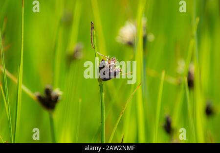 Blühendes Gras auf Brier Island Nova Scotia; Pflanze; Konjunkus Stockfoto