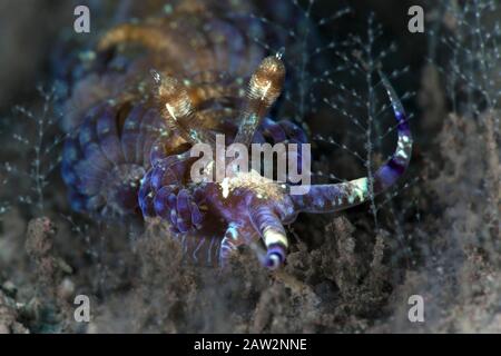 Nudibranch Pteraeolidia semperi. Unterwasserfotografie aus Tulamen, Bali, Indonesien Stockfoto