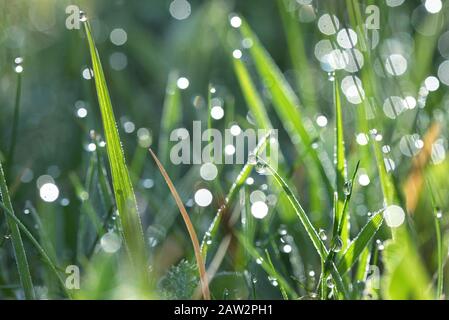 frische grüne Rasen mit Wasser Tropfen Stockfoto