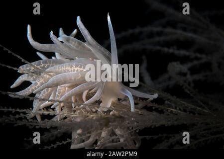 Nudibranch Phyllodesmium iriomotense. Unterwasserfotografie aus Tulamen, Bali, Indonesien Stockfoto