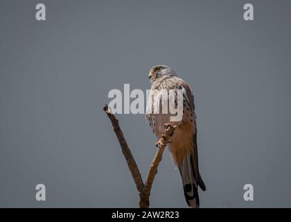 Gemeine Kestrel, Falco tinunculus, kleine Greifvögel, die auf dem Baumstamm sitzen Stockfoto