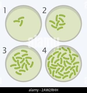Vektor-Bakterien-Wachstumsstufen. Bakterium in Petrischalen isoliert auf weißem Hintergrund. EPS10-Abbildung Stock Vektor