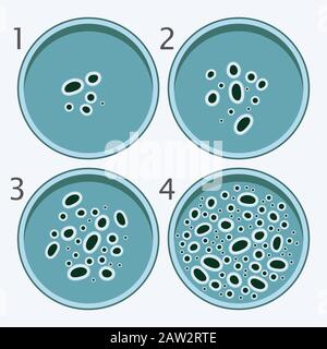 Vektor-Bakterien-Wachstumsstufen: Bakterium in Petrischalen isoliert auf weißem Hintergrund. Stock Vektor