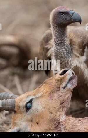 Tierkadaver, Impala-Kadaver mit Geier Stockfoto