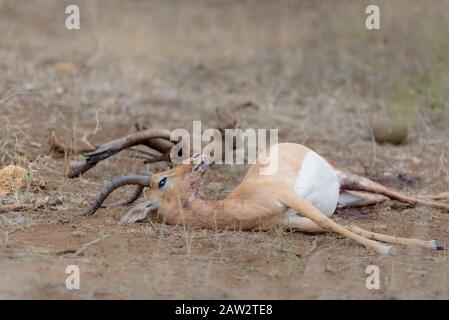 Tierkadaver, Impala-Kadaver mit Geier Stockfoto