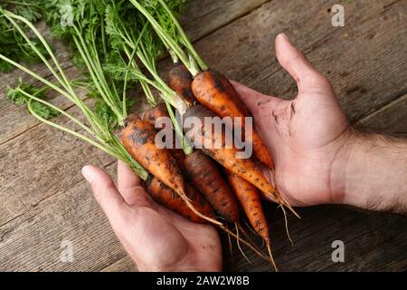 Frische Karotten mit Grünen in die Hände des Menschen Stockfoto