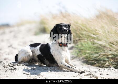 Hund am Strand Stockfoto
