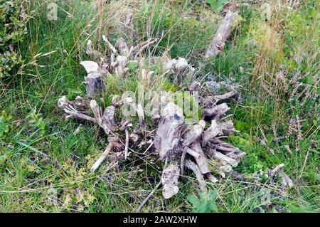 Gehackte Holzstämme und Baumstumpf verrottet natürlich. Stockfoto