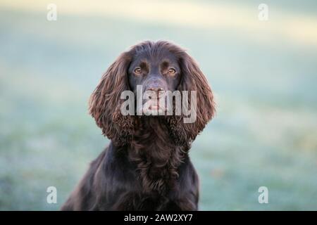 Cocker Spaniel Portrait Stockfoto