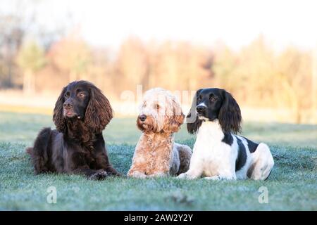 Hunde, die in einer Linie liegen Stockfoto