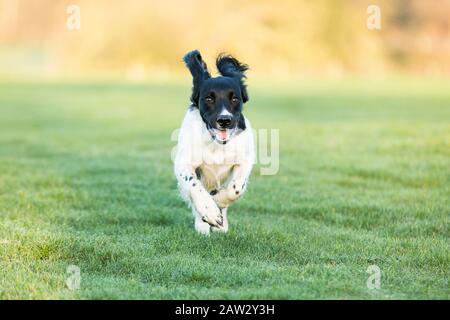 Spaniel läuft in Richtung Kamera Stockfoto
