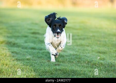 Spaniel läuft in Richtung Kamera Stockfoto