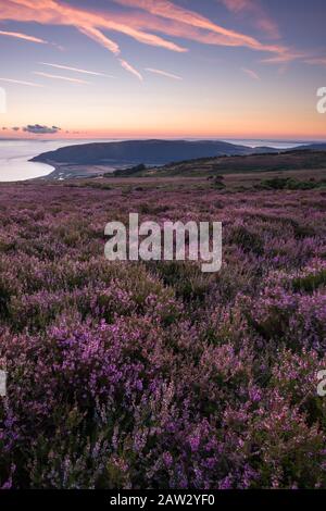 Heather on Porlock Common im Exmoor-Nationalpark mit dem Bristol Channel Beyond. Somerset, England. Stockfoto