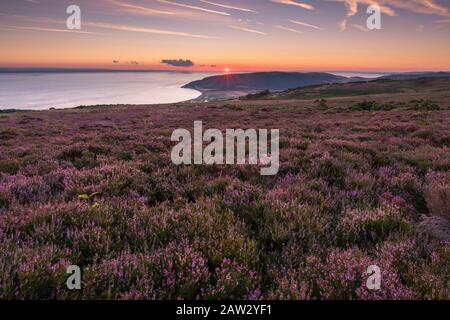 Heather on Porlock Common im Exmoor-Nationalpark mit dem Bristol Channel Beyond. Somerset, England. Stockfoto