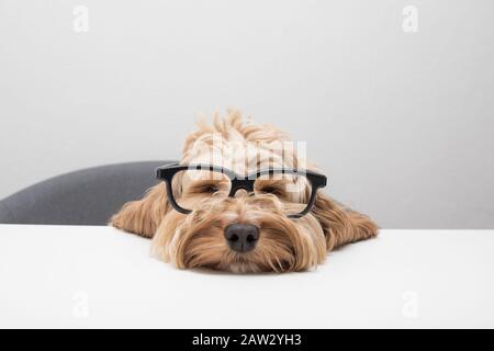 Hund trägt eine Brille, die am Schreibtisch einschläft Stockfoto