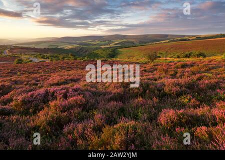 Heather on Porlock Common im Exmoor-Nationalpark mit Dunkery-Leuchtfeuer Beyond. Somerset, England. Stockfoto