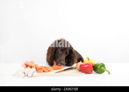 Hund als Koch Stockfoto